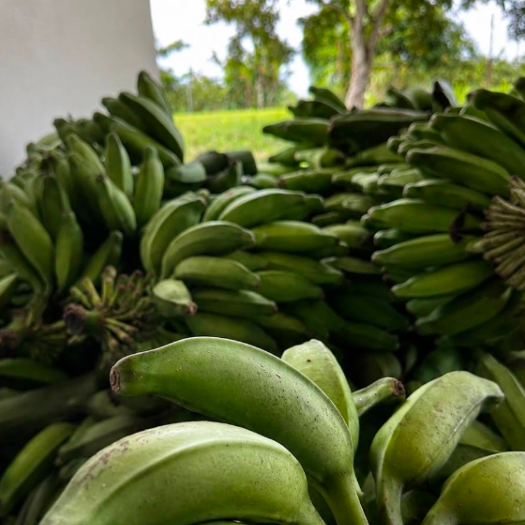 Cultivos de plátano AMAZELVA